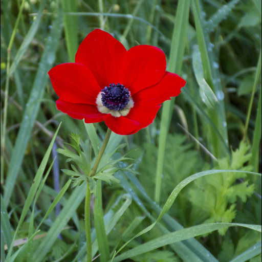 Anemone Coronaria