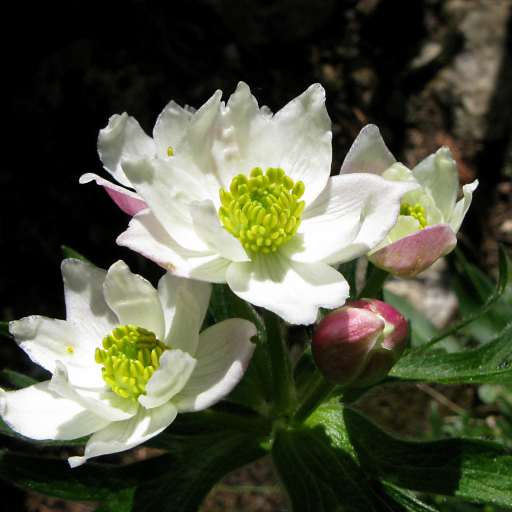 Anemone Narcissiflora