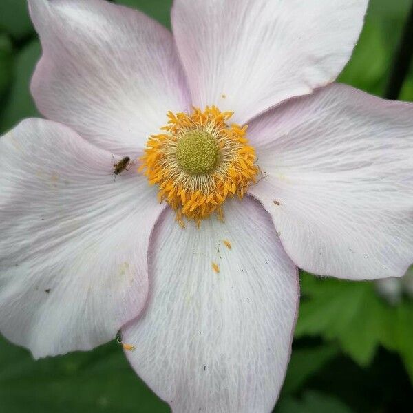 Anemone Tomentosa