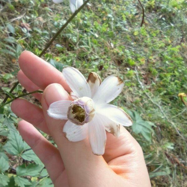 Anemonopsis Macrophylla