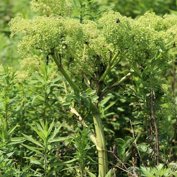 Angelica Japonica