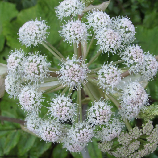 Angelica Sylvestris