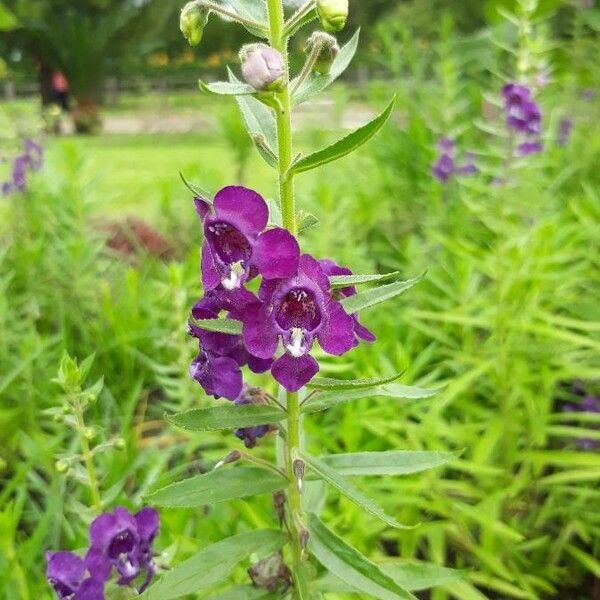 Tortoise Flower (Angelonia Biflora) Care Guide: Water, Soil ...