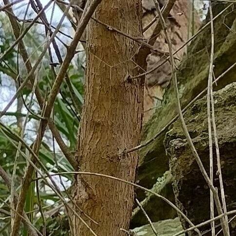 Angophora Crassifolia Plant Care & How to Grow, Water