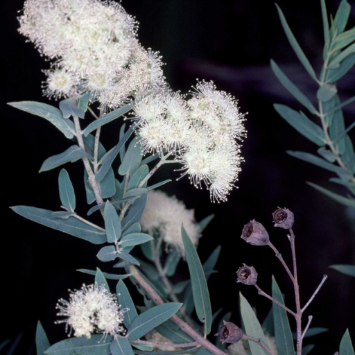 Angophora Melanoxylon
