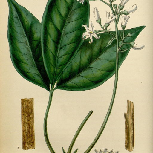 Angostura Trifoliata