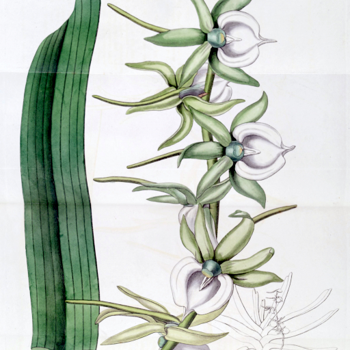 Angraecum Eburneum