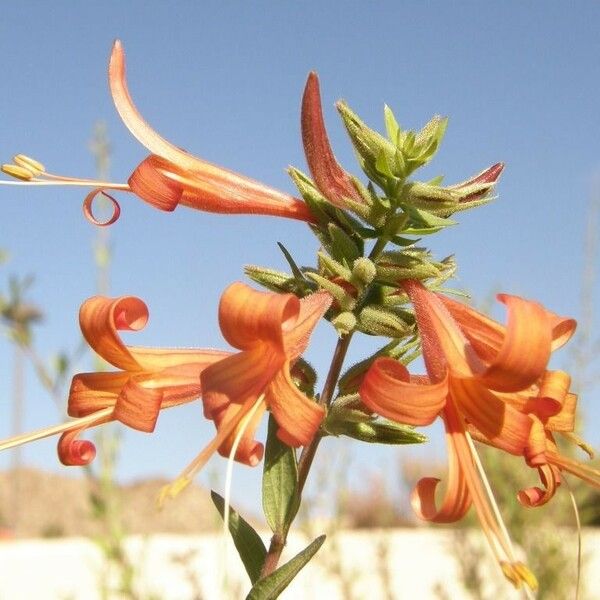 Anisacanthus Thurberi