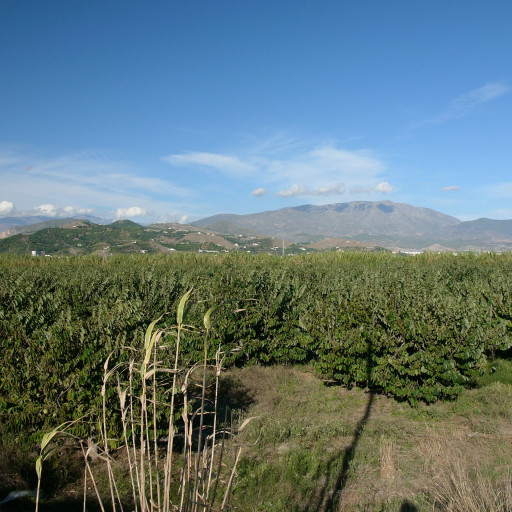 Annona Cherimola