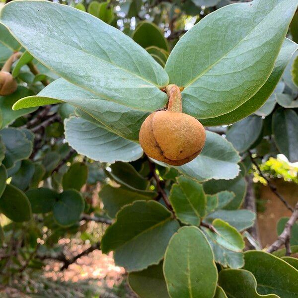 Annona Coriacea