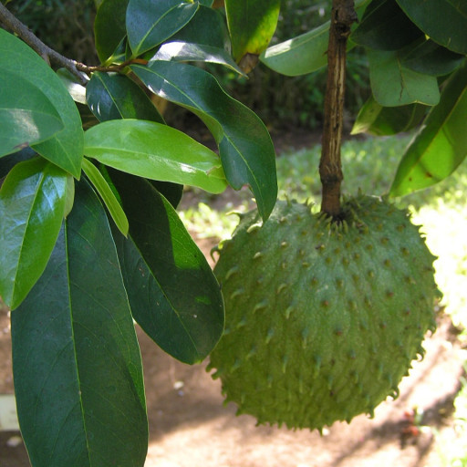 Annona Muricata