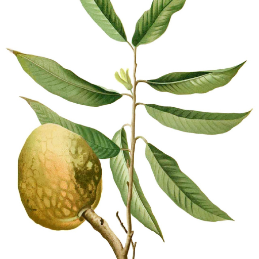 Annona Reticulata