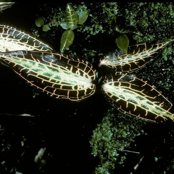 Anoectochilus Roxburghii