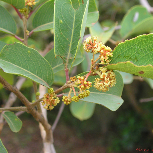 Buttontree (Anogeissus Latifolia) Care Guide: Water, Soil & Propagation ...