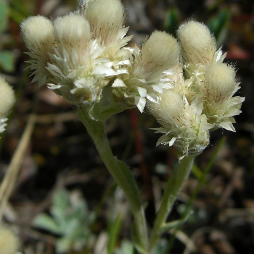 Antennaria Parvifolia