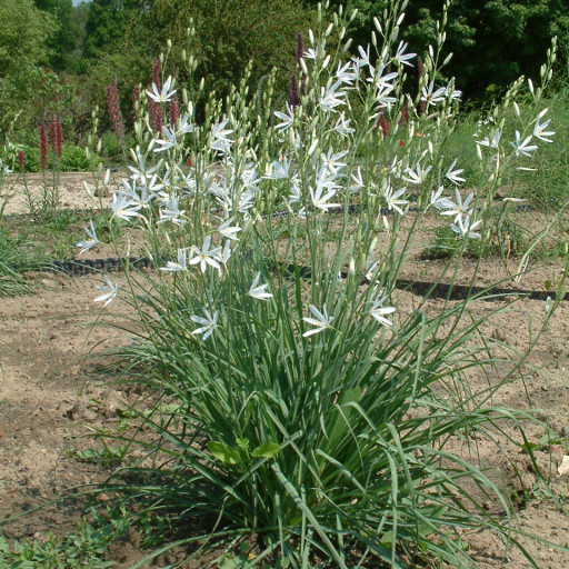 Anthericum Liliago
