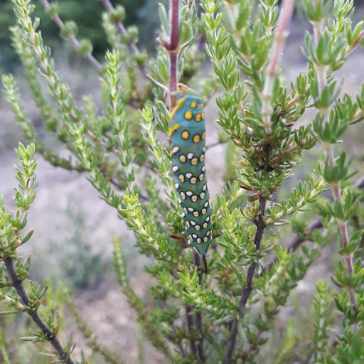 Anthospermum Aethiopicum