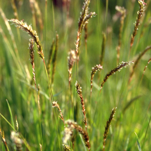 Anthoxanthum Odoratum