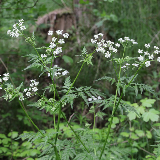 Anthriscus Sylvestris