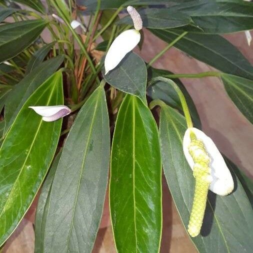 Anthurium Antioquiense