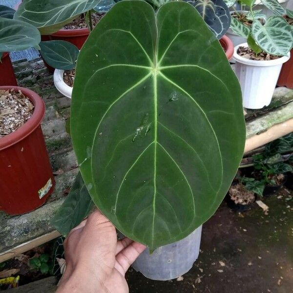 Anthurium Dressleri