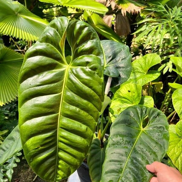 Anthurium Esmeraldense