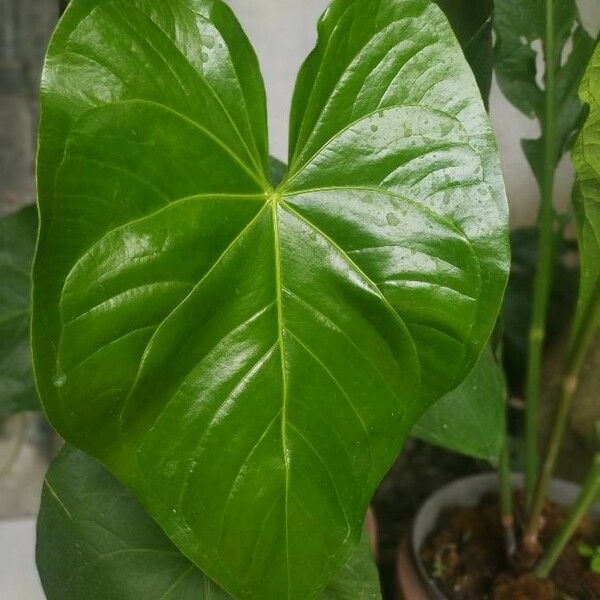 Anthurium Nymphaeifolium