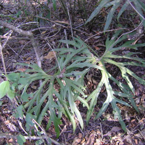 Anthurium Podophyllum