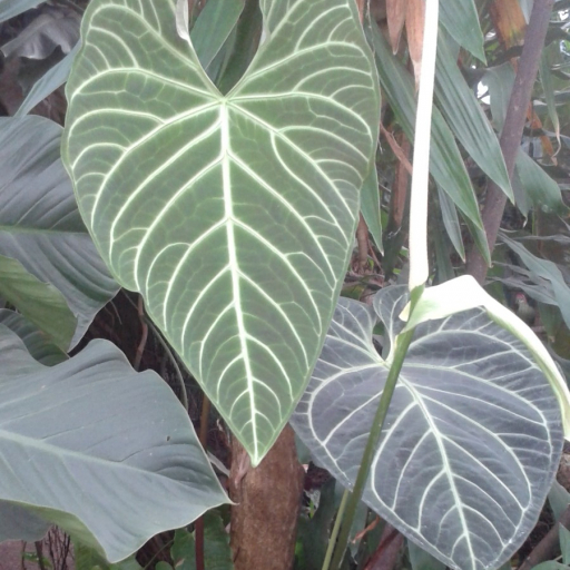 Anthurium Regale