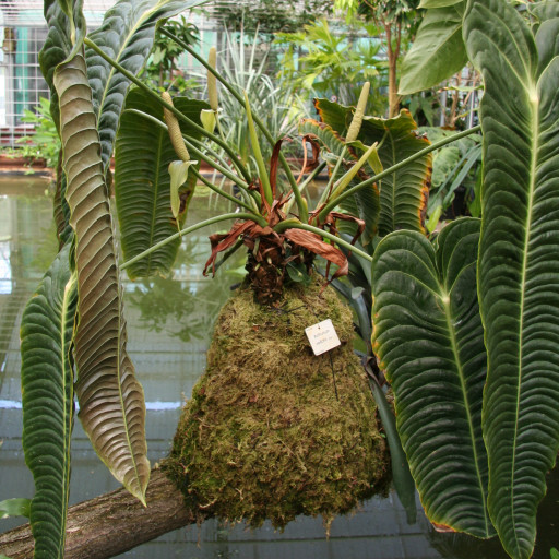 Anthurium Veitchii