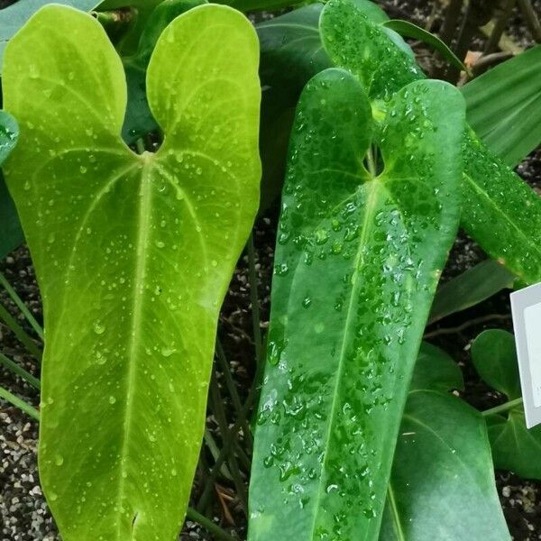 Anthurium Verapazense