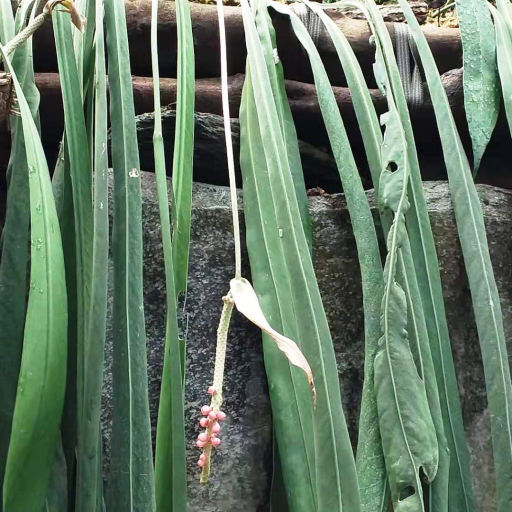 Anthurium Vittarifolium