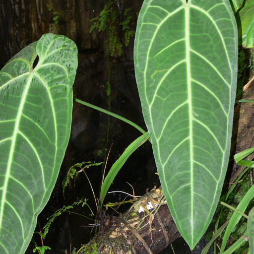 Anthurium Warocqueanum