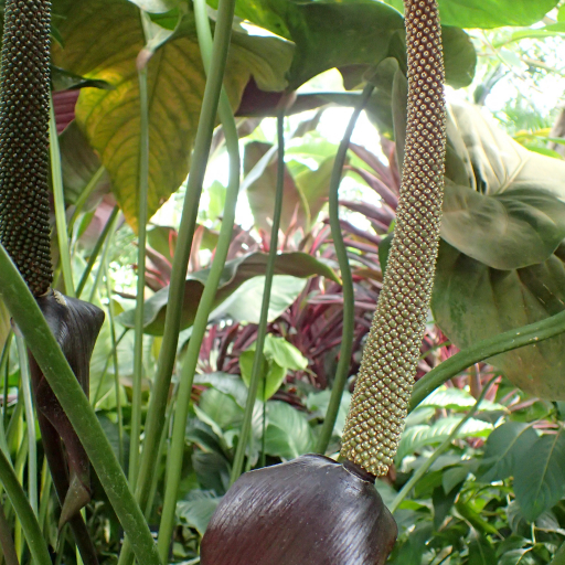 Anthurium Watermaliense