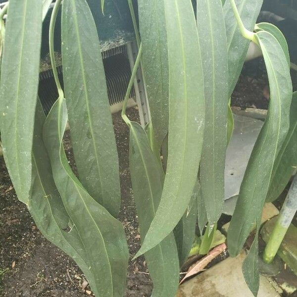 Anthurium Wendlingeri