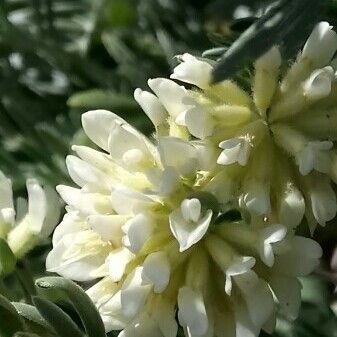 Anthyllis Barba-jovis