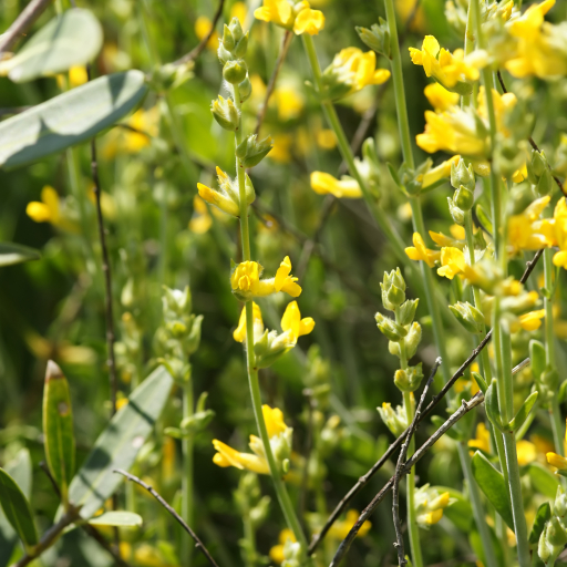 Anthyllis Cytisoides