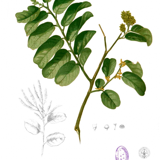 Antidesma Ghaesembilla