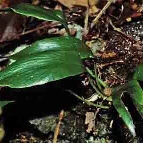 Antrophyum Plantagineum