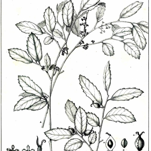 Aphananthe Philippinensis