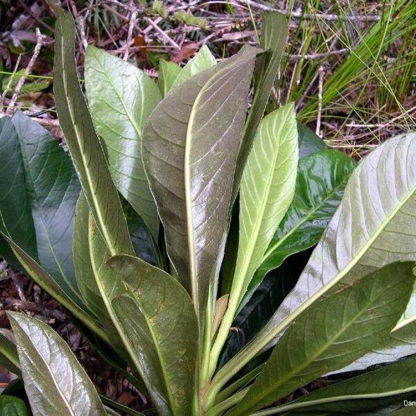 Apiopetalum Glabratum Care Guide: Water, Soil & Propagation - Plantiary
