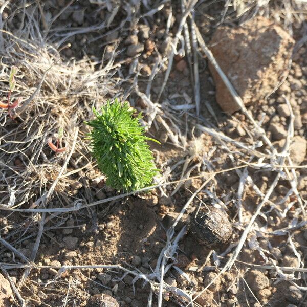 Aptosimum Spinescens