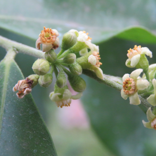 Aquilaria Malaccensis