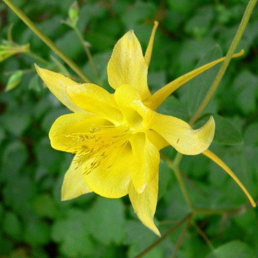 Aquilegia Chrysantha