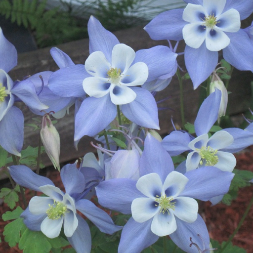 Aquilegia Coerulea