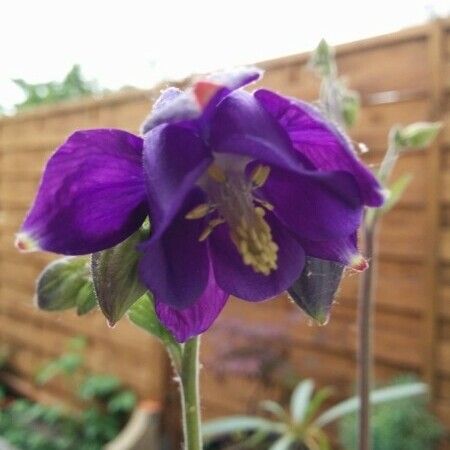Aquilegia Reuteri