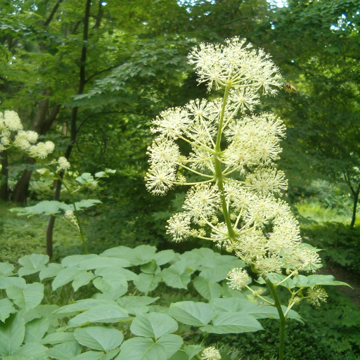 Aralia Cordata