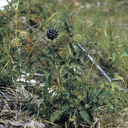 Aralia Hispida