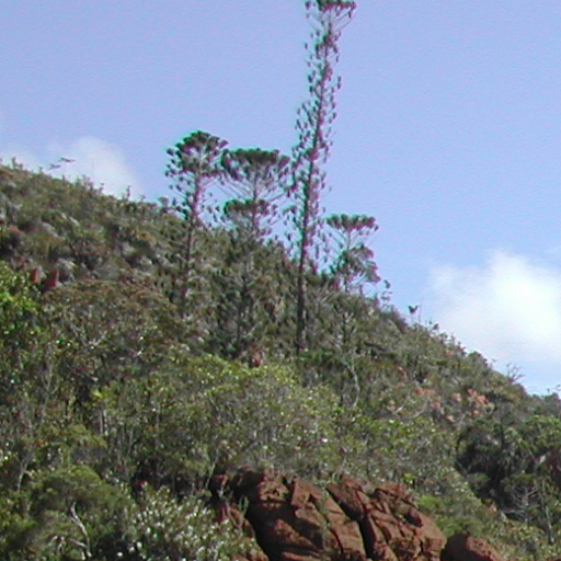 Araucaria Bernieri