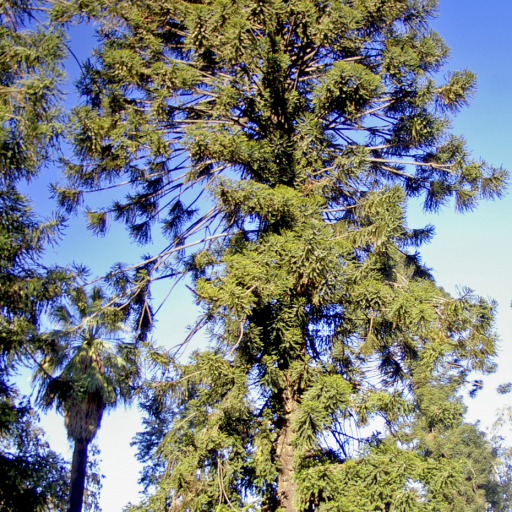 Araucaria Bidwillii